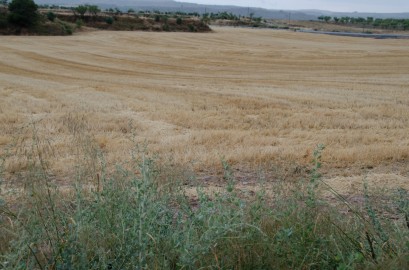 Campo de cereal recién segado en les Garrigues en el que se puede apreciar el efecto del conejo en los márgenes de la parcela. Cecília López